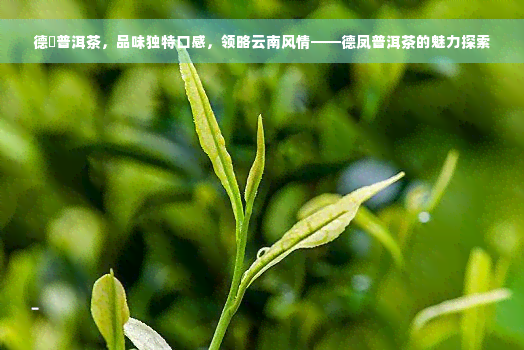 德鳯普洱茶，品味独特口感，领略云南风情——德凤普洱茶的魅力探索