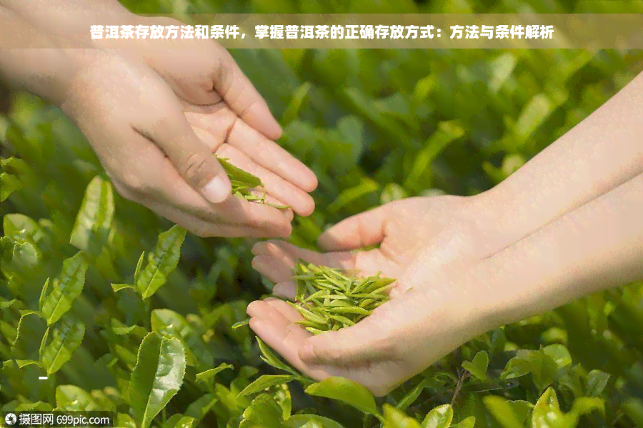 普洱茶存放方法和条件，掌握普洱茶的正确存放方式：方法与条件解析