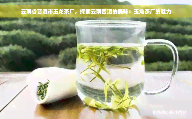 云南省普洱市玉龙茶厂，探索云南普洱的美味：玉龙茶厂的魅力