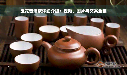 玉龙普洱茶详细介绍：视频、图片与文案全集