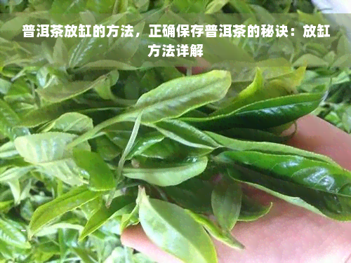 普洱茶放缸的方法，正确保存普洱茶的秘诀：放缸方法详解