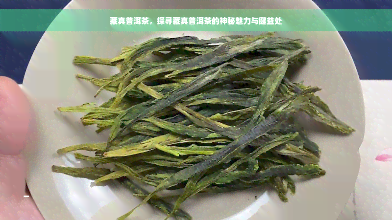 藏真普洱茶，探寻藏真普洱茶的神秘魅力与健益处