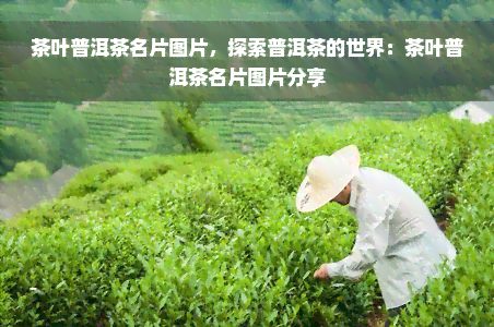 茶叶普洱茶名片图片，探索普洱茶的世界：茶叶普洱茶名片图片分享