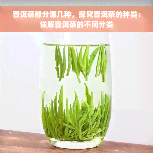 普洱茶都分哪几种，探究普洱茶的种类：详解普洱茶的不同分类