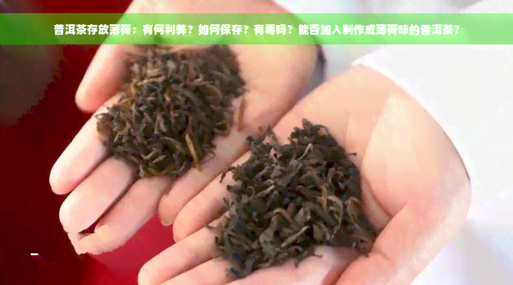 普洱茶存放薄荷：有何利弊？如何保存？有毒吗？能否加入制作成薄荷味的普洱茶？