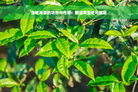 生地泡茶的功效与作用：解读其益处与禁忌