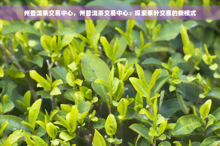 州普洱茶交易中心，州普洱茶交易中心：探索茶叶交易的新模式