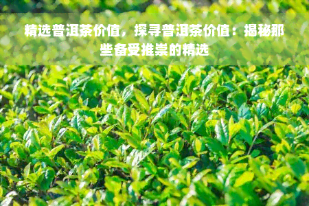 精选普洱茶价值，探寻普洱茶价值：揭秘那些备受推崇的精选