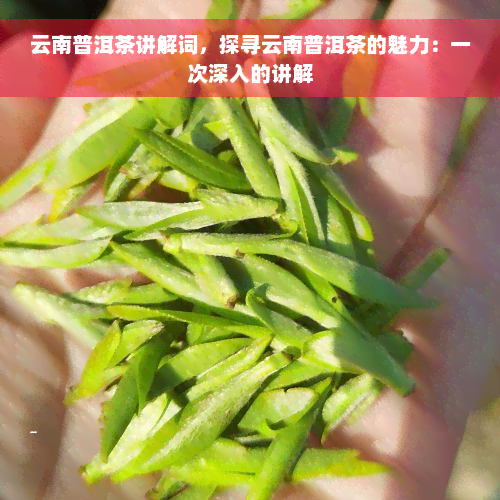 云南普洱茶讲解词，探寻云南普洱茶的魅力：一次深入的讲解