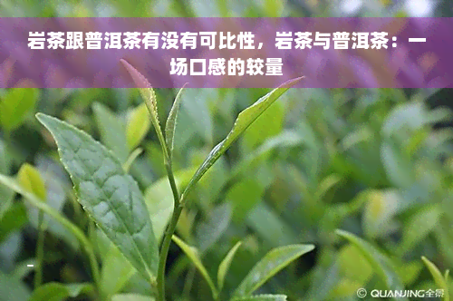 岩茶跟普洱茶有没有可比性，岩茶与普洱茶：一场口感的较量