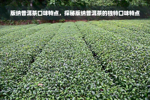 版纳普洱茶口味特点，探秘版纳普洱茶的独特口味特点