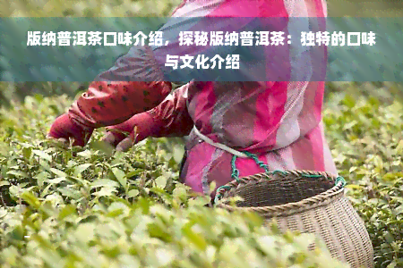 版纳普洱茶口味介绍，探秘版纳普洱茶：独特的口味与文化介绍