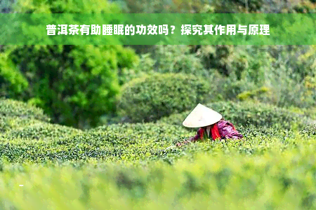 普洱茶有助睡眠的功效吗？探究其作用与原理