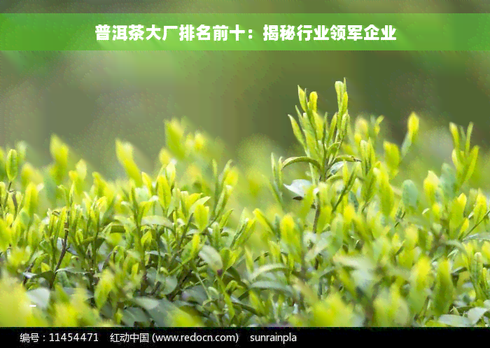 普洱茶大厂排名前十：揭秘行业领军企业