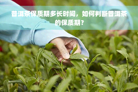 普洱茶保质期多长时间，如何判断普洱茶的保质期？