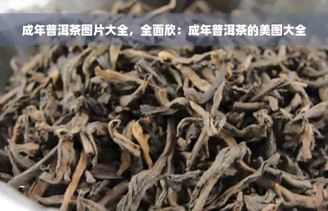 成年普洱茶图片大全，全面欣：成年普洱茶的美图大全