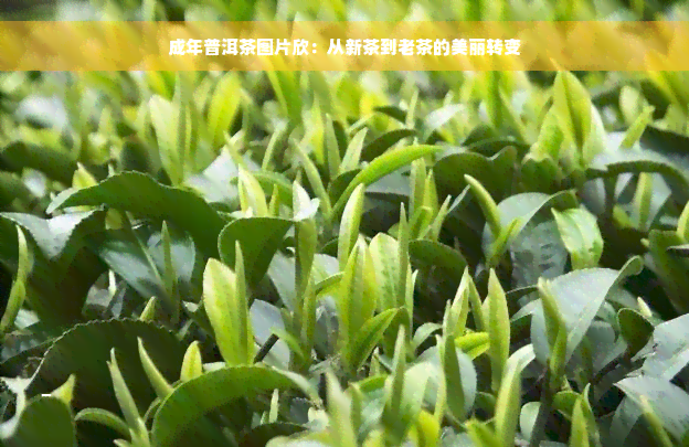 成年普洱茶图片欣：从新茶到老茶的美丽转变