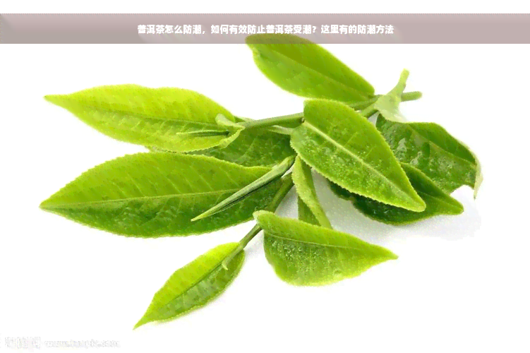 普洱茶怎么防潮，如何有效防止普洱茶受潮？这里有的防潮方法