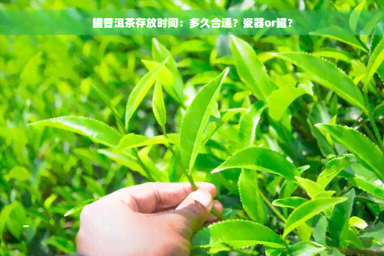 罐普洱茶存放时间：多久合适？瓷器or罐？