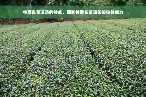 特质雀普洱茶的特点，探究特质雀普洱茶的独特魅力