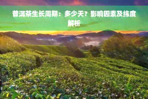 普洱茶生长周期：多少天？影响因素及纬度解析