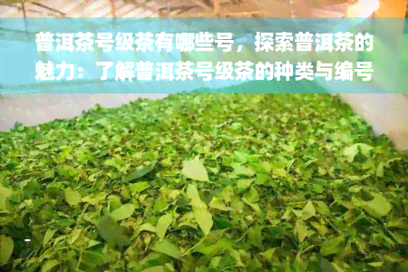 普洱茶号级茶有哪些号，探索普洱茶的魅力：了解普洱茶号级茶的种类与编号