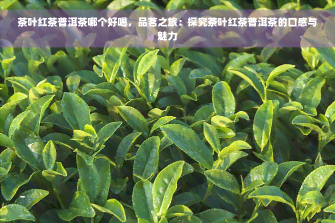 茶叶红茶普洱茶哪个好喝，品茗之旅：探究茶叶红茶普洱茶的口感与魅力