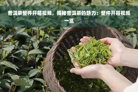 普洱茶整件开箱视频，揭秘普洱茶的魅力：整件开箱视频一览