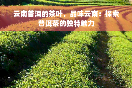 云南普洱的茶叶，品味云南：探索普洱茶的独特魅力