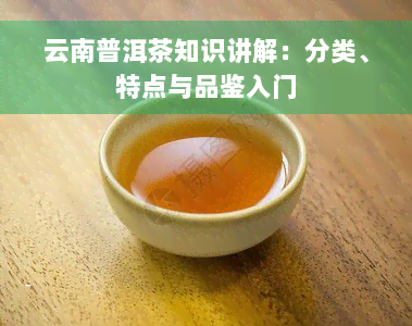 云南普洱茶知识讲解：分类、特点与品鉴入门