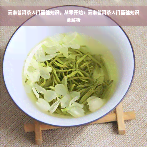 云南普洱茶入门基础知识，从零开始：云南普洱茶入门基础知识全解析