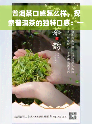 普洱茶口感怎么样，探索普洱茶的独特口感：一次味蕾的冒险之旅