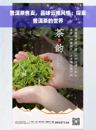 普洱茶售卖，品味云南风情：探索普洱茶的世界