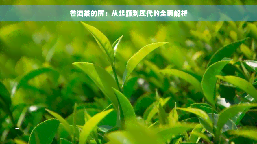 普洱茶的历：从起源到现代的全面解析