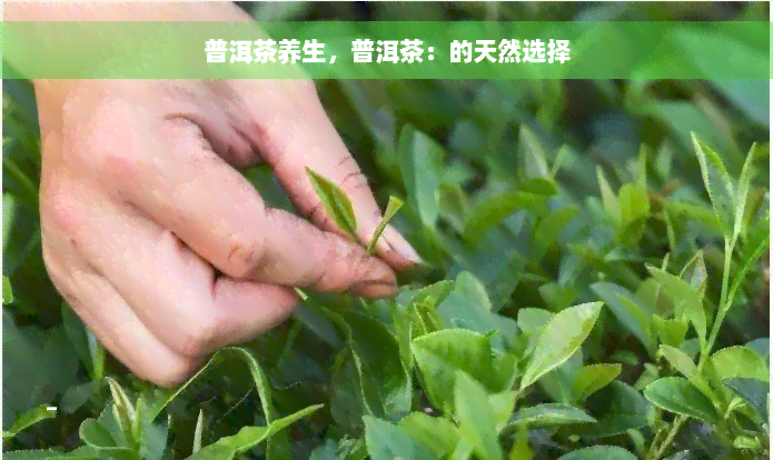 普洱茶养生，普洱茶：的天然选择