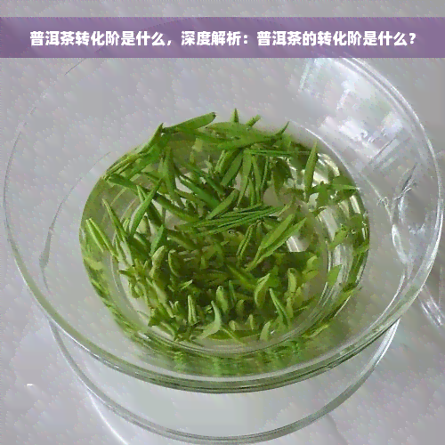 普洱茶转化阶是什么，深度解析：普洱茶的转化阶是什么？