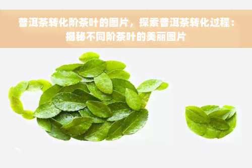 普洱茶转化阶茶叶的图片，探索普洱茶转化过程：揭秘不同阶茶叶的美丽图片