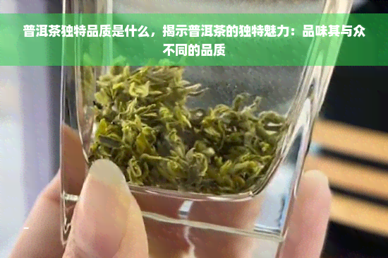 普洱茶独特品质是什么，揭示普洱茶的独特魅力：品味其与众不同的品质