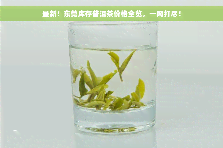 最新！东莞库存普洱茶价格全览，一网打尽！