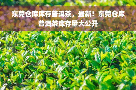 东莞仓库库存普洱茶，最新！东莞仓库普洱茶库存量大公开