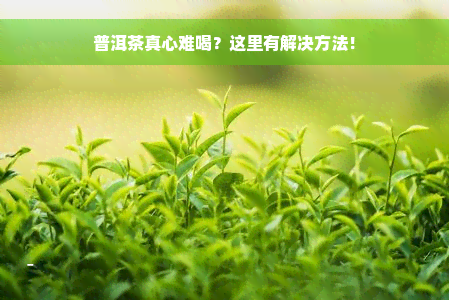 普洱茶真心难喝？这里有解决方法！