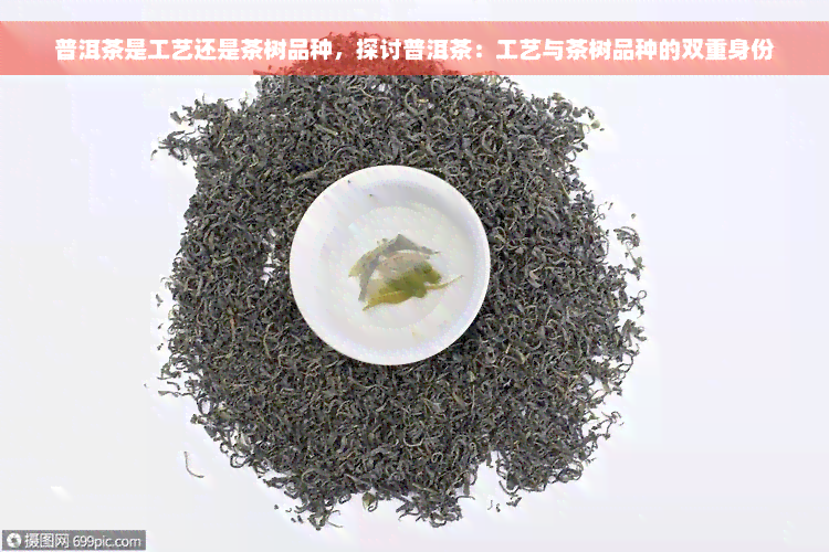 普洱茶是工艺还是茶树品种，探讨普洱茶：工艺与茶树品种的双重身份