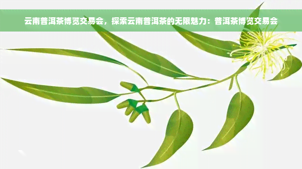 云南普洱茶博览交易会，探索云南普洱茶的无限魅力：普洱茶博览交易会