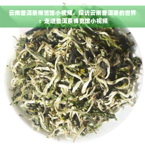 云南普洱茶博览馆小视频，探访云南普洱茶的世界：走进普洱茶博览馆小视频