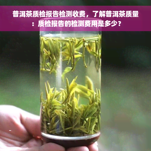 普洱茶质检报告检测收费，了解普洱茶质量：质检报告的检测费用是多少？