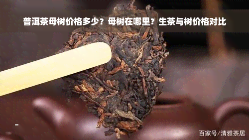 普洱茶母树价格多少？母树在哪里？生茶与树价格对比