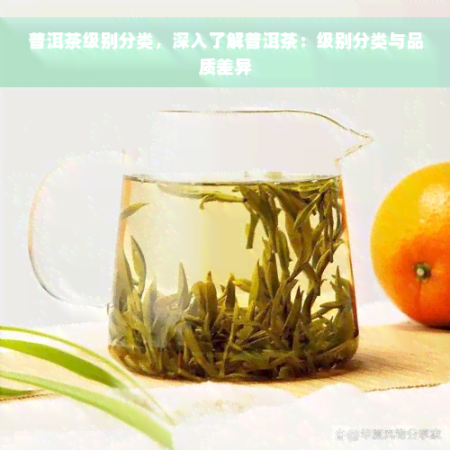 普洱茶级别分类，深入了解普洱茶：级别分类与品质差异