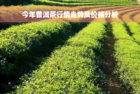 今年普洱茶行情走势及价格分析