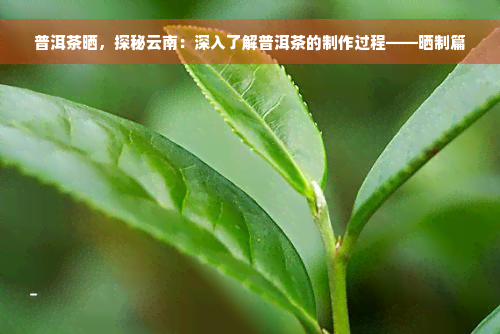 普洱茶晒，探秘云南：深入了解普洱茶的制作过程——晒制篇