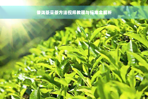 普洱茶采茶方法视频教程与标准全解析